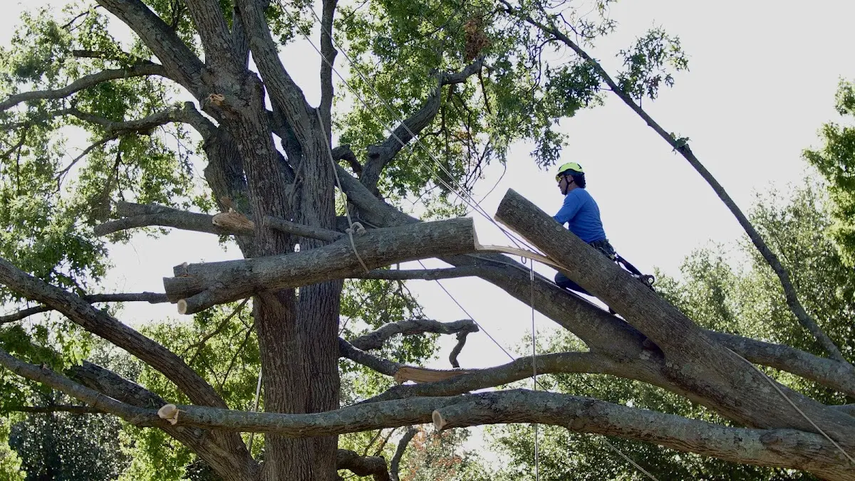 Professional Hazardous Tree Removal performed by certified arborists in Fallbrook